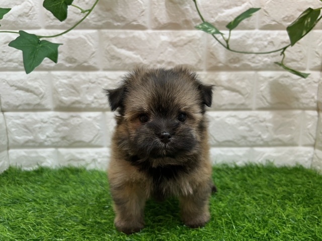 新潟県のハーフ犬 (アミーゴ紫竹山店/2024年4月7日生まれ/女の子/オレンジセーブル)の子犬