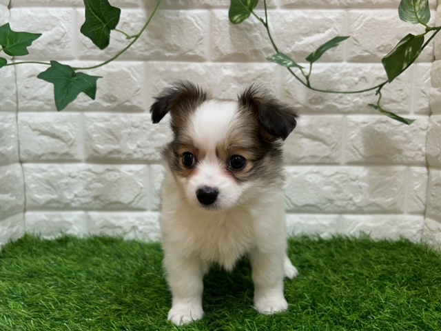 新潟県のハーフ犬 (アミーゴ紫竹山店/2024年4月9日生まれ/男の子/ホワイトブラウン)の子犬