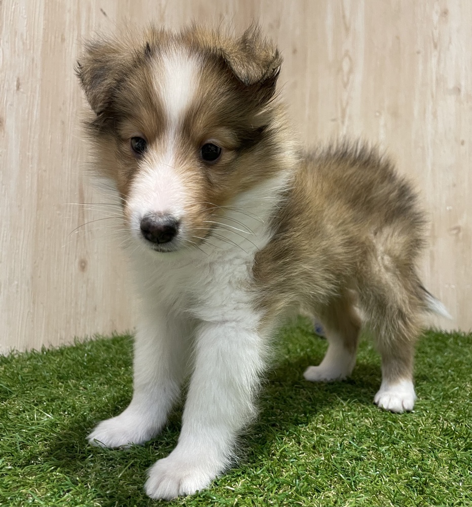 茨城県のシェットランドシープドッグ (アミーゴ神栖店/2024年4月11日生まれ/男の子/セーブルホワイト)の子犬