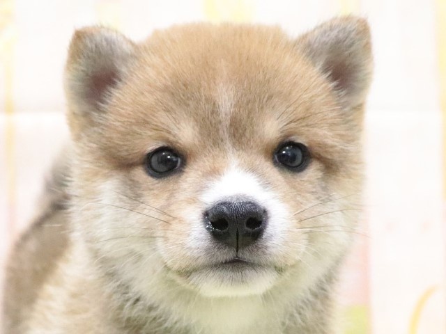 大阪府の豆柴 (アミーゴ鳳店/2024年4月14日生まれ/男の子/赤)の子犬