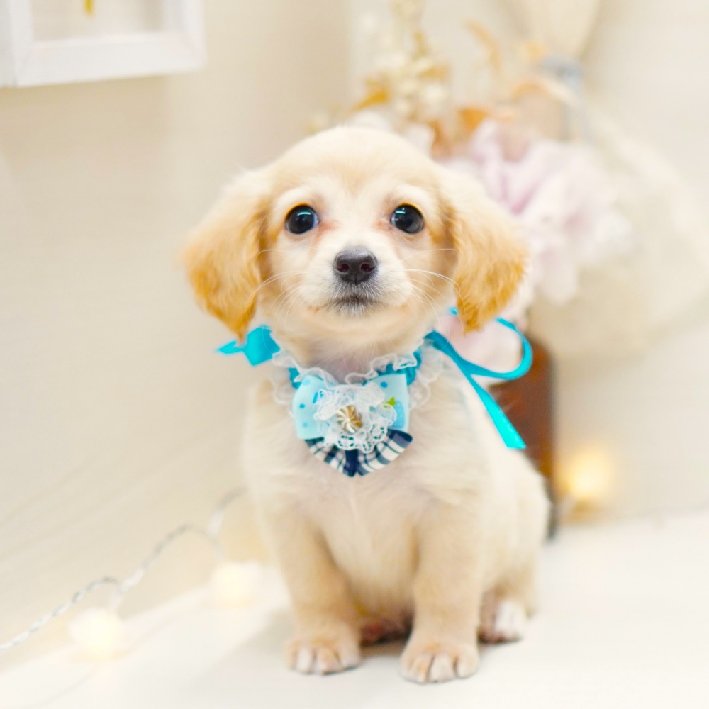 富山県のハーフ犬 (アミーゴ富山山室店/2024年4月11日生まれ/男の子/クリーム)の子犬