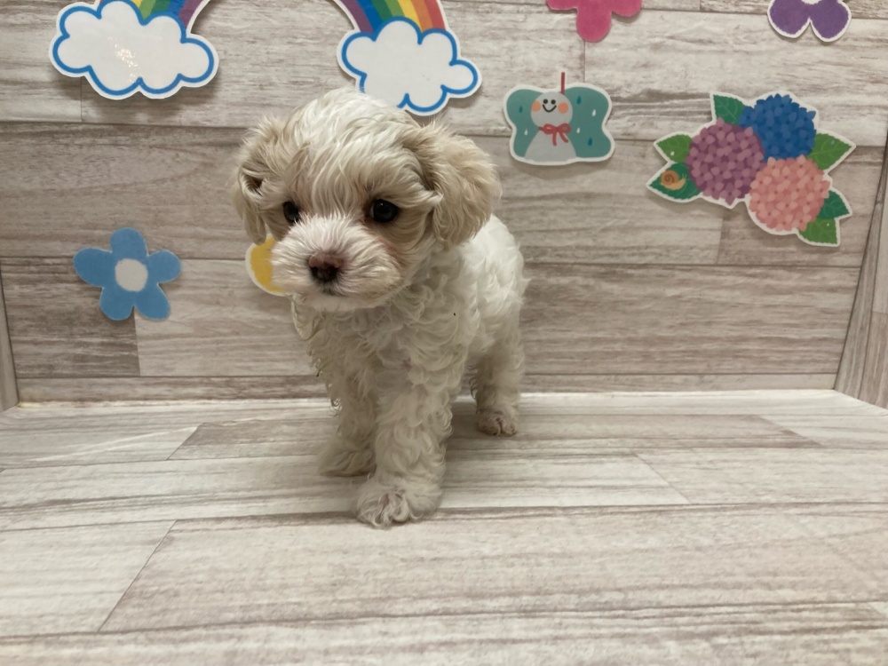 岩手県のハーフ犬 (アミーゴ一関店/2024年4月9日生まれ/女の子/ホワイト)の子犬