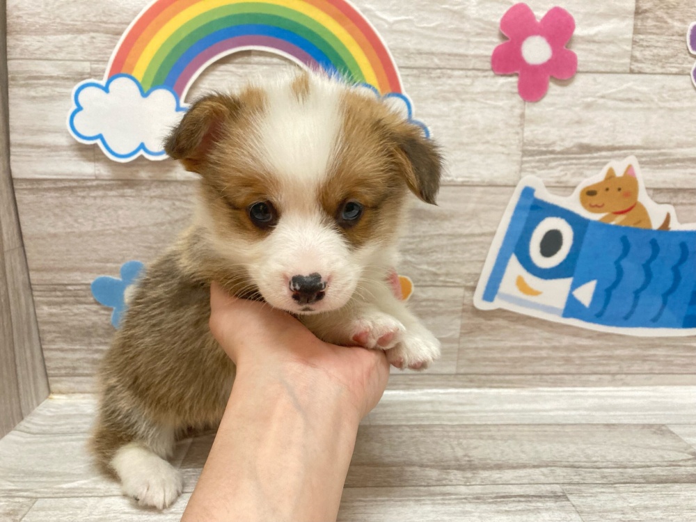 岩手県のウェルシュコーギーペンブローク (アミーゴ一関店/2024年3月28日生まれ/男の子/レッドホワイト)の子犬
