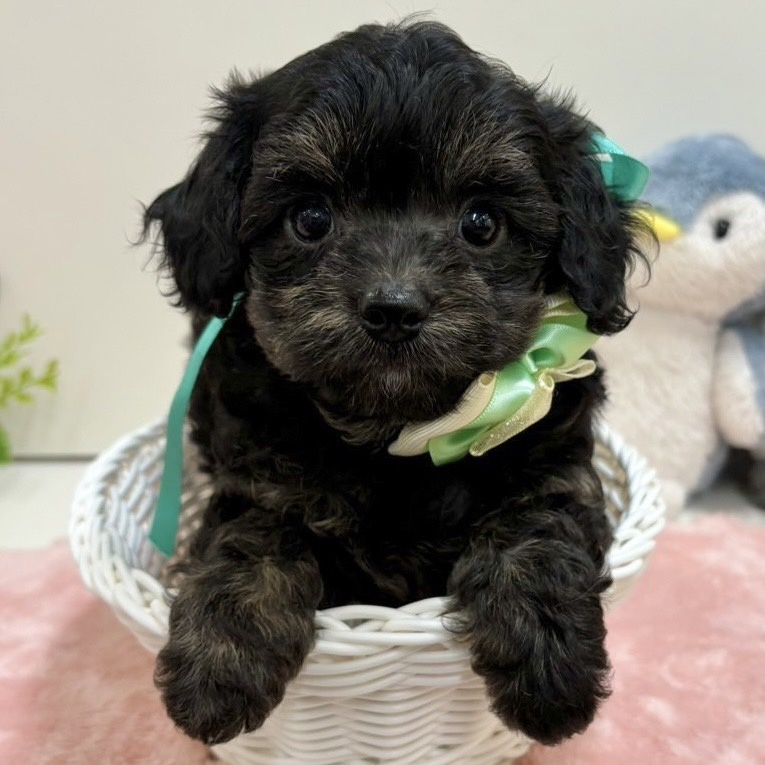 富山県のハーフ犬 (アミーゴ高岡蓮花寺店/2024年4月12日生まれ/男の子/ブラックタン)の子犬