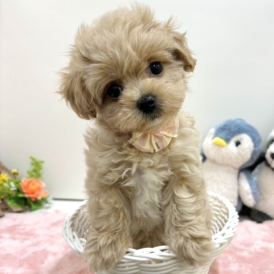 富山県のハーフ犬 (アミーゴ高岡蓮花寺店/2024年4月13日生まれ/女の子/アプリコット)の子犬
