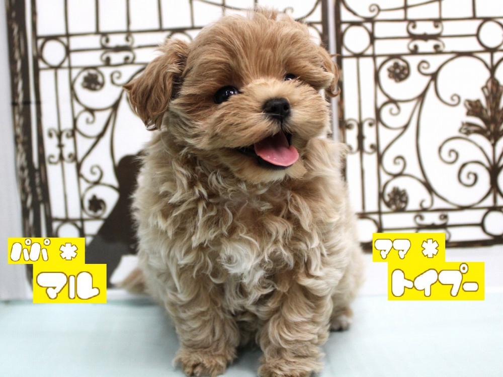 兵庫県のハーフ犬 (アミーゴ尼崎昭和通店/2024年4月15日生まれ/女の子/クリーム)の子犬