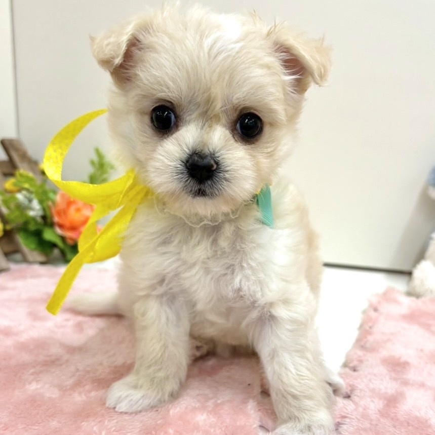 富山県のハーフ犬 (アミーゴ高岡蓮花寺店/2024年4月15日生まれ/女の子/クリーム)の子犬