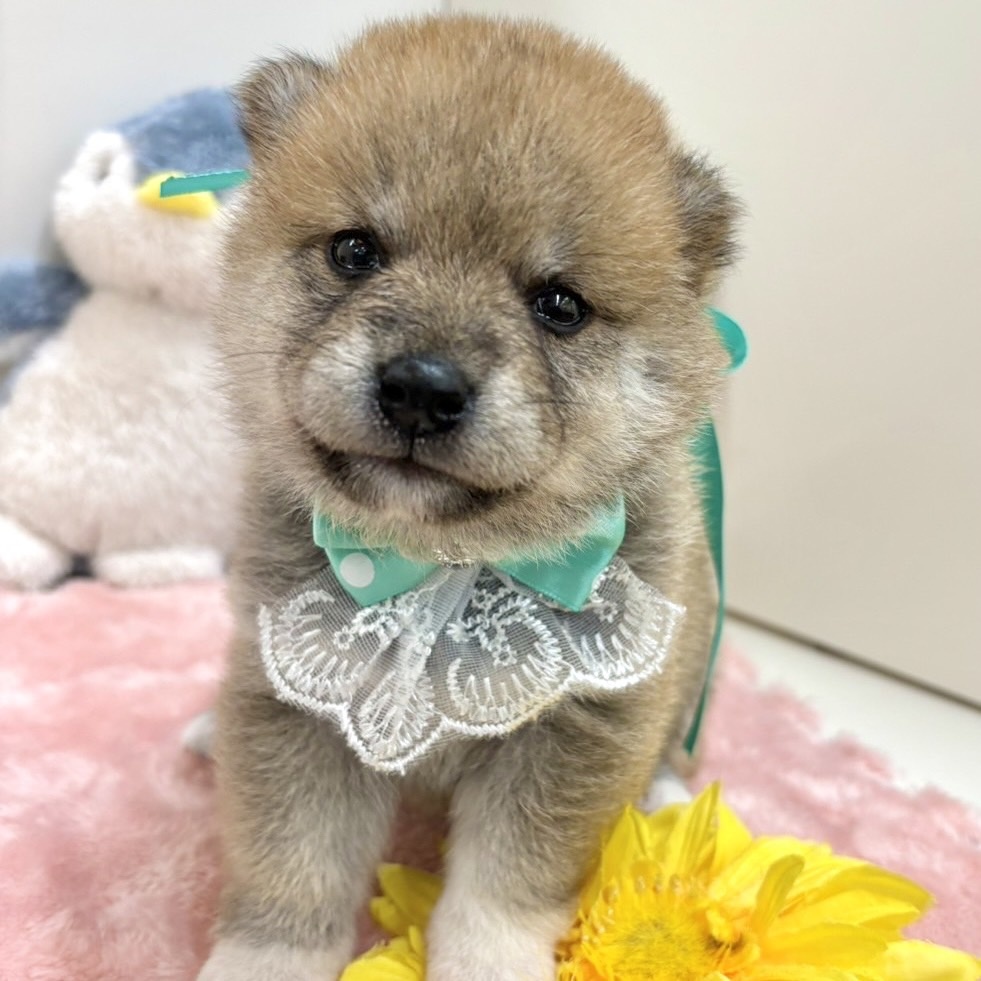 富山県のハーフ犬 (アミーゴ高岡蓮花寺店/2024年4月16日生まれ/男の子/赤)の子犬