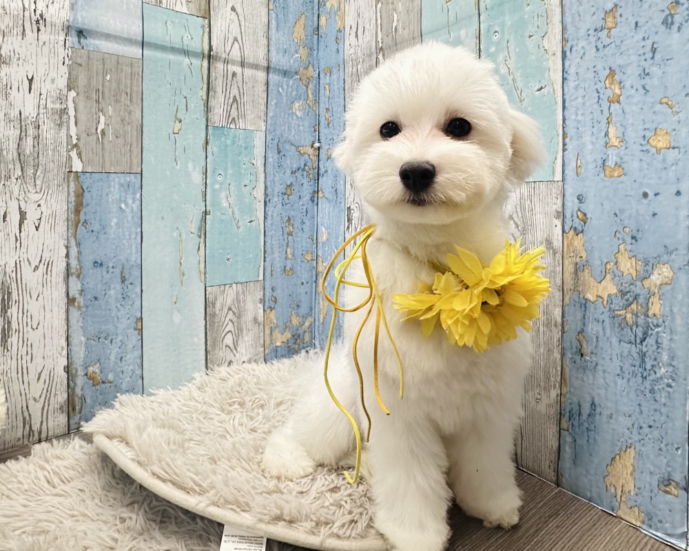 岡山県のハーフ犬 (アミーゴ岡南店/2023年12月10日生まれ/女の子/ホワイト)の子犬