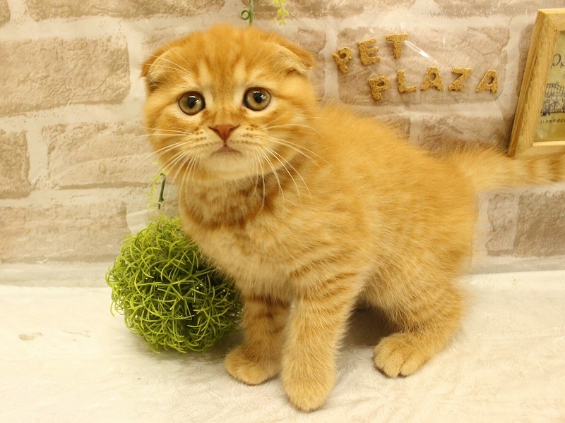 兵庫県のスコティッシュフォールド (アミーゴ加古川店/2024年4月14日生まれ/男の子/レッドタビー)の子猫