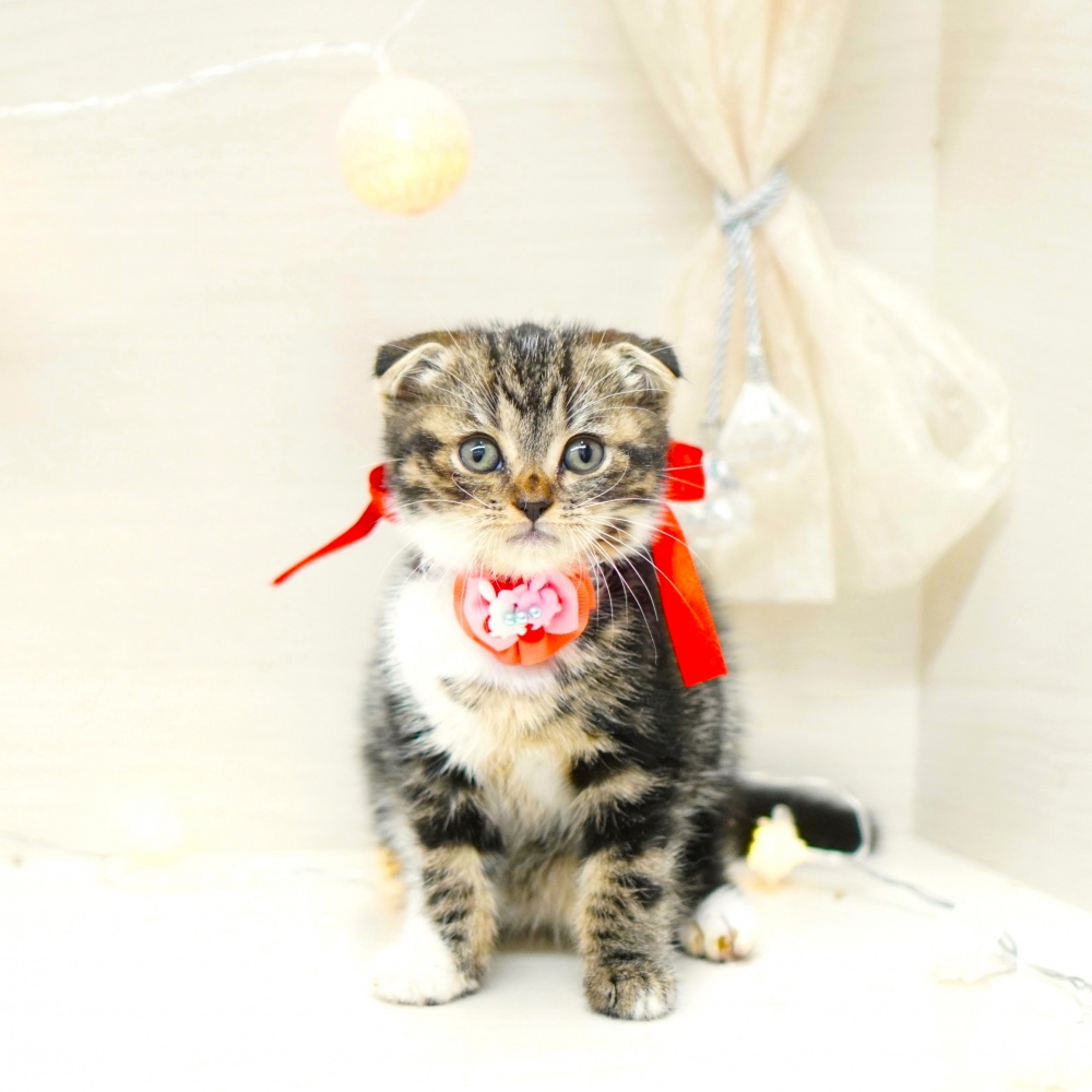 富山県のスコティッシュフォールド (アミーゴ富山山室店/2024年4月11日生まれ/女の子/ブラウンタビーホワイト)の子猫
