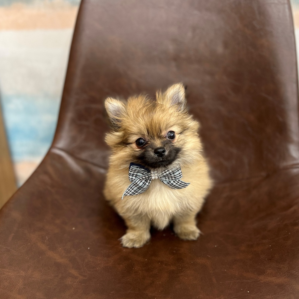 2024年4月10日生まれのハーフ犬の1枚目の写真