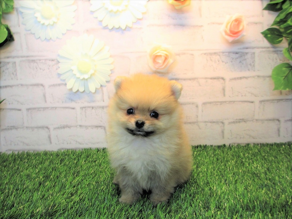 岡山県のポメラニアン (アミーゴ妹尾店/2024年4月16日生まれ/男の子/クリーム)の子犬