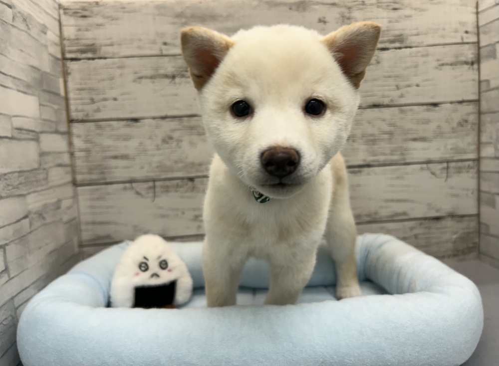 広島県の豆柴 (アミーゴ多治米店/2024年4月11日生まれ/男の子/白)の子犬