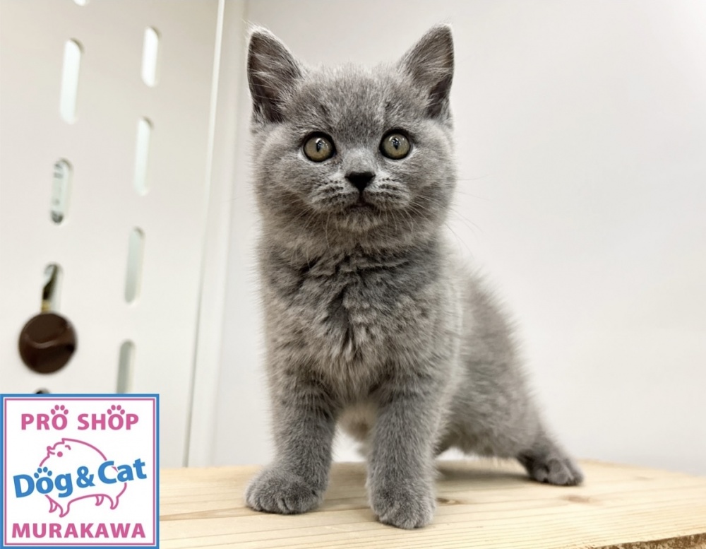 広島県のブリティッシュショートヘアー (アミーゴ温品店/2024年4月11日生まれ/女の子/ブルー)の子猫
