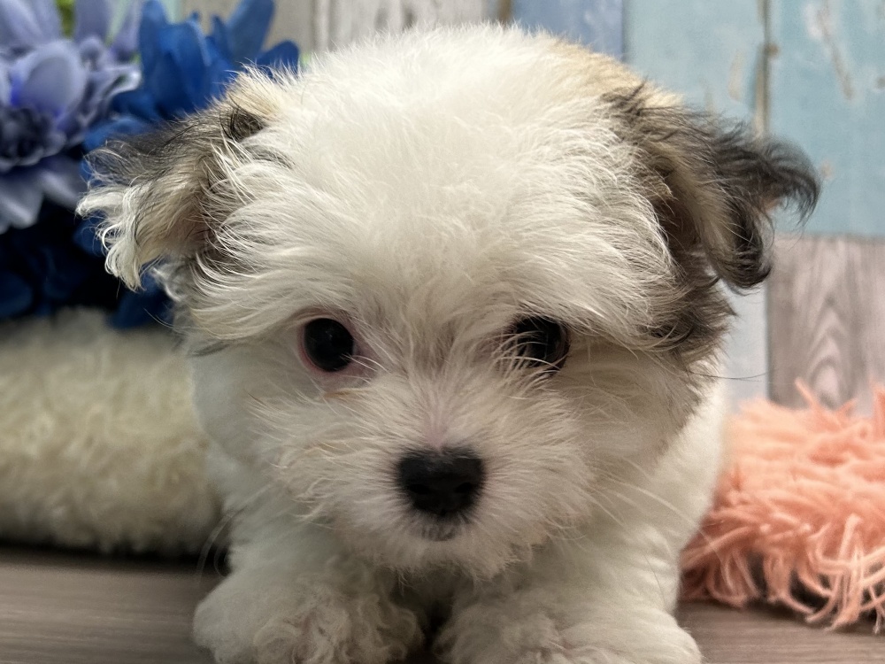 岡山県のハーフ犬 (アミーゴ岡南店/2024年4月14日生まれ/女の子/フォーンホワイト)の子犬