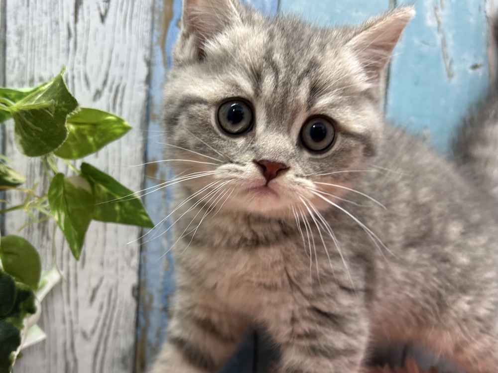 岡山県のブリティッシュショートヘアー (アミーゴ岡南店/2024年4月16日生まれ/男の子/ブルータビー)の子猫
