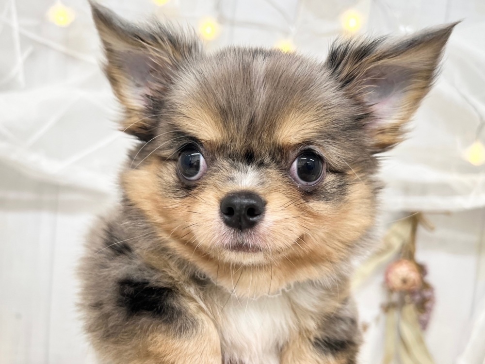 香川県のチワワ(ロング) (アミーゴ屋島店/2024年4月16日生まれ/男の子/ブルーマール・タン)の子犬