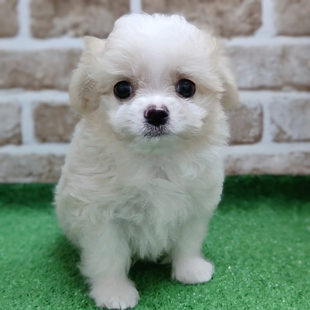 大阪府のハーフ犬 (アミーゴ高槻店/2024年4月14日生まれ/男の子/クリームホワイト)の子犬