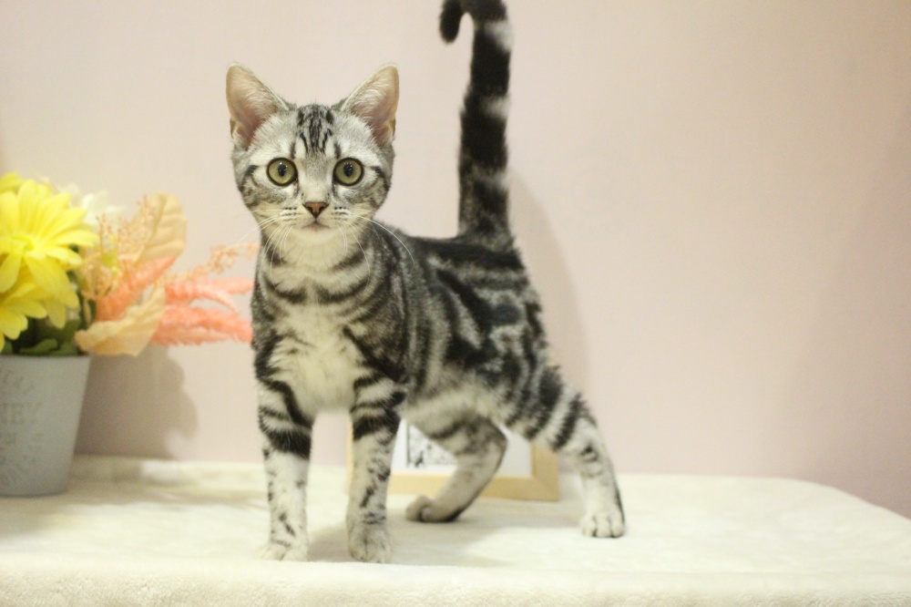 兵庫県のアメリカンショートヘアー (アミーゴ魚住店/2024年1月31日生まれ/女の子/シルバータビー)の子猫