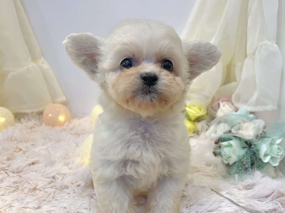 兵庫県のハーフ犬 (アミーゴ姫路飾磨店/2024年4月18日生まれ/女の子/クリーム)の子犬