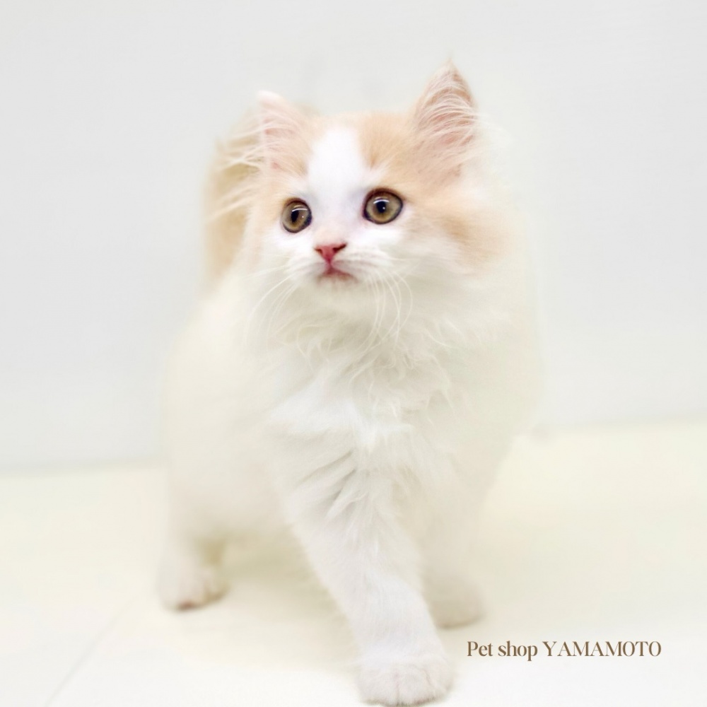 岡山県のスコティッシュフォールド (アミーゴ大安寺店/2024年4月18日生まれ/男の子/クリームホワイト)の子猫