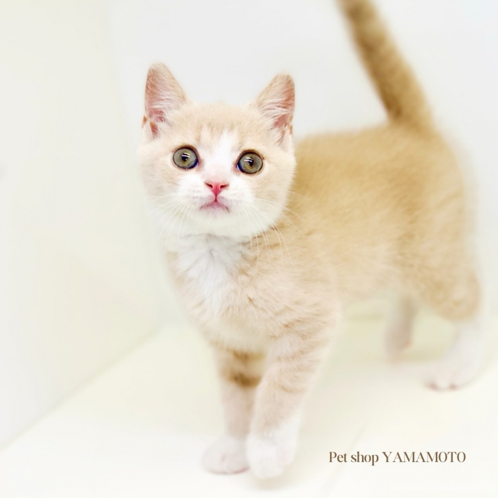 岡山県のスコティッシュフォールド (アミーゴ大安寺店/2024年4月18日生まれ/女の子/クリームタビーホワイト)の子猫