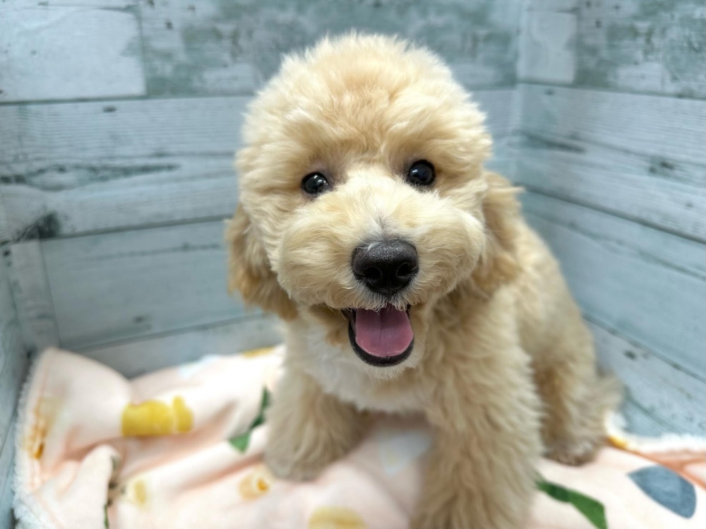 徳島県のハーフ犬 (アミーゴ北島店/2024年1月5日生まれ/女の子/アプリコット)の子犬