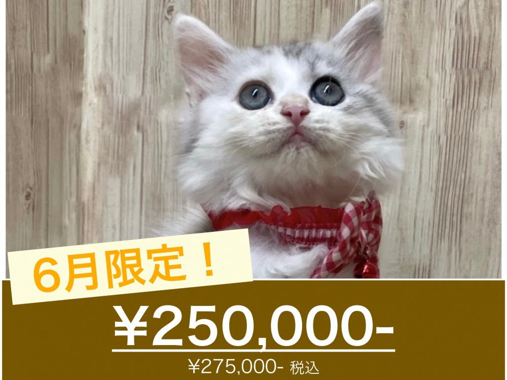広島県のラガマフィン (アミーゴ東深津店/2024年4月11日生まれ/女の子/ダイリュートキャリコ)の子猫