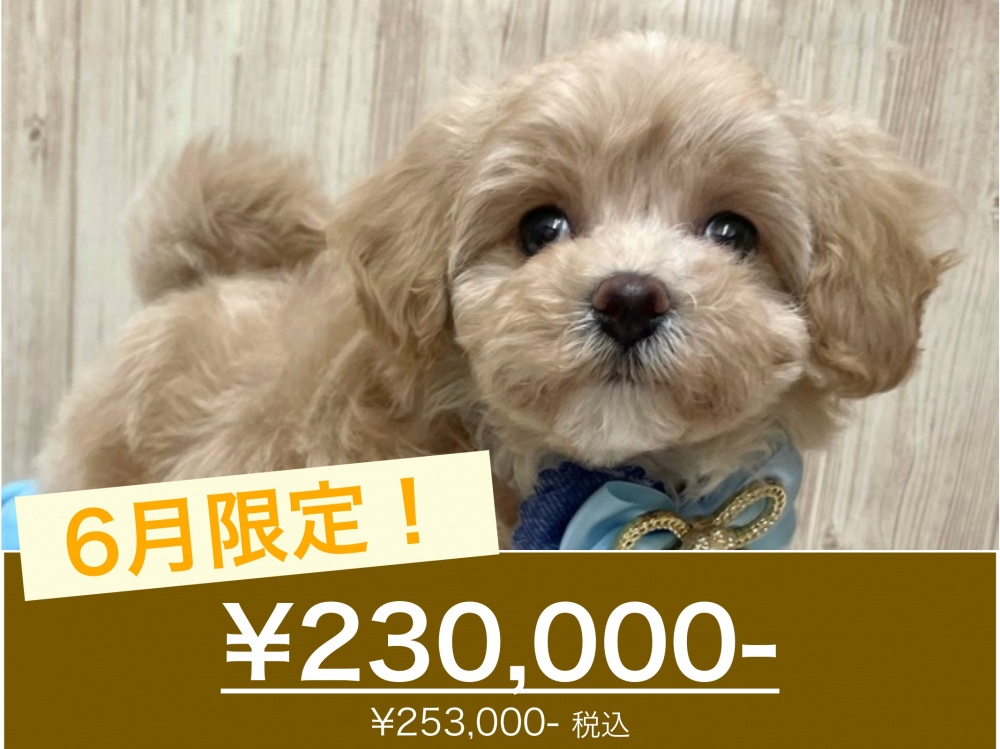 広島県のハーフ犬 (アミーゴ東深津店/2024年4月15日生まれ/男の子/クリーム)の子犬