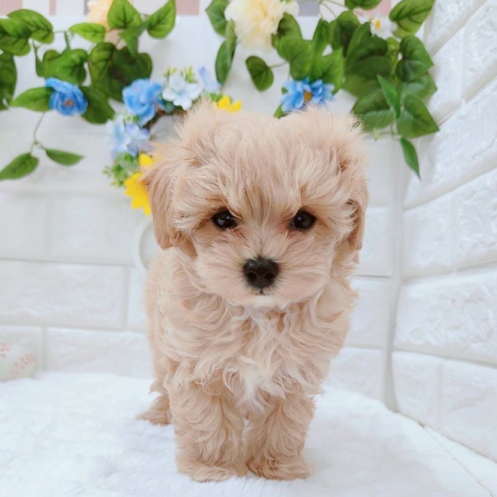 石川県のハーフ犬 (アミーゴ金沢有松店/2024年4月13日生まれ/男の子/アプリコット)の子犬