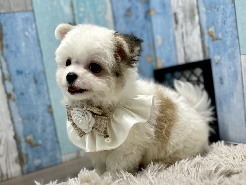 岡山県のハーフ犬 (アミーゴ岡南店/2024年4月14日生まれ/女の子/フォーンホワイト)の子犬