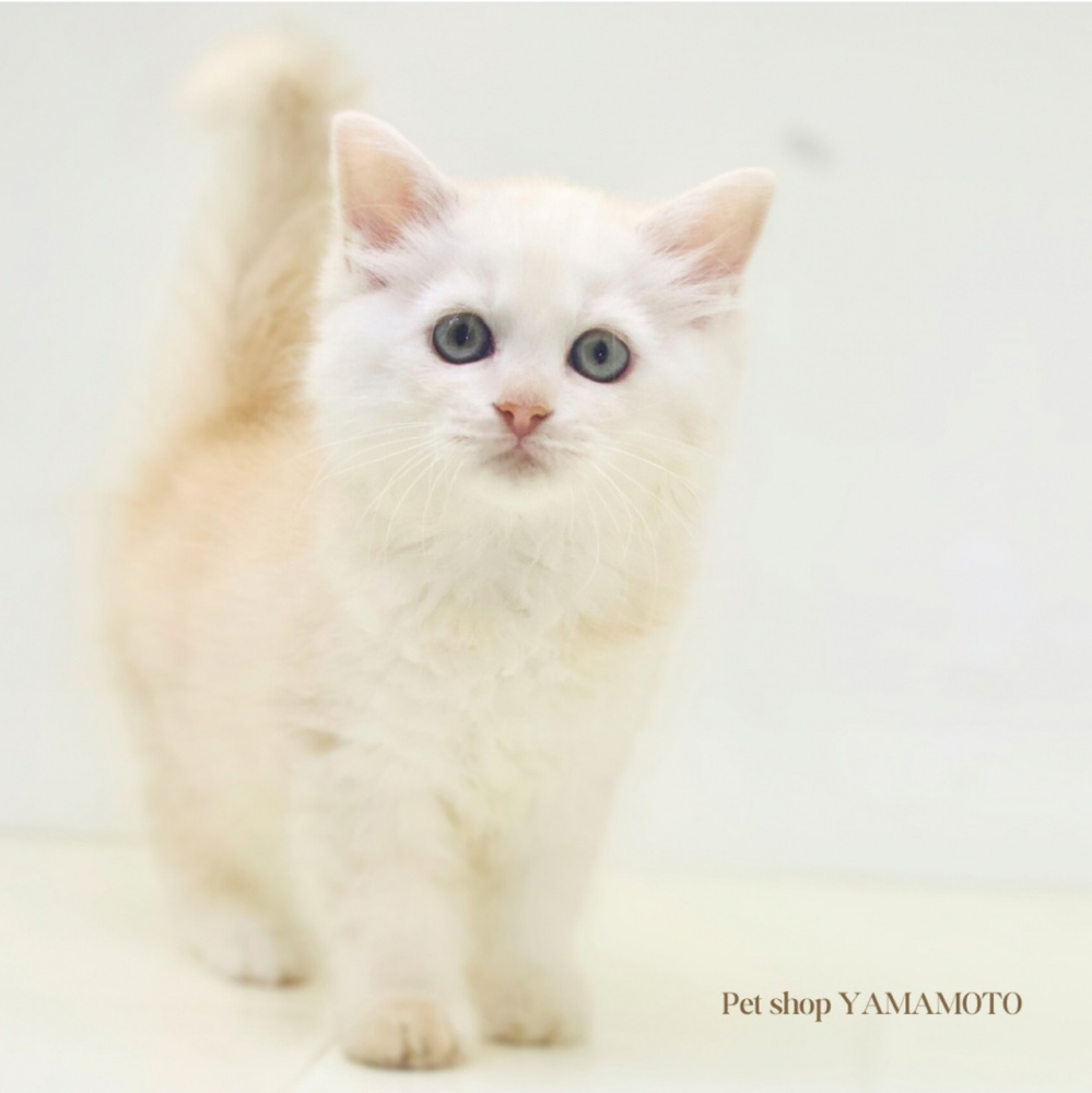 岡山県のラガマフィン (アミーゴ大安寺店/2024年4月11日生まれ/女の子/クリームマッカレルタビー)の子猫