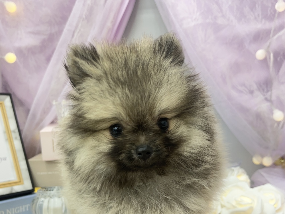 岡山県のポメラニアン (アミーゴ高屋店/2024年4月22日生まれ/女の子/ウルフセーブル)の子犬