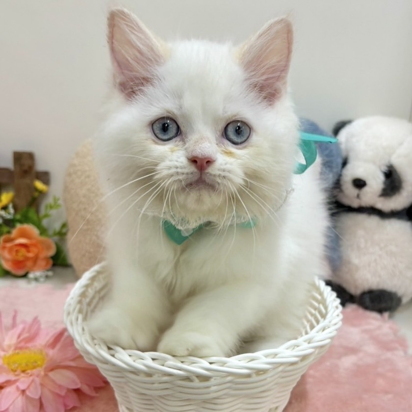 富山県のミヌエット (アミーゴ高岡蓮花寺店/2024年4月17日生まれ/女の子/クリームポイントホワイト)の子猫