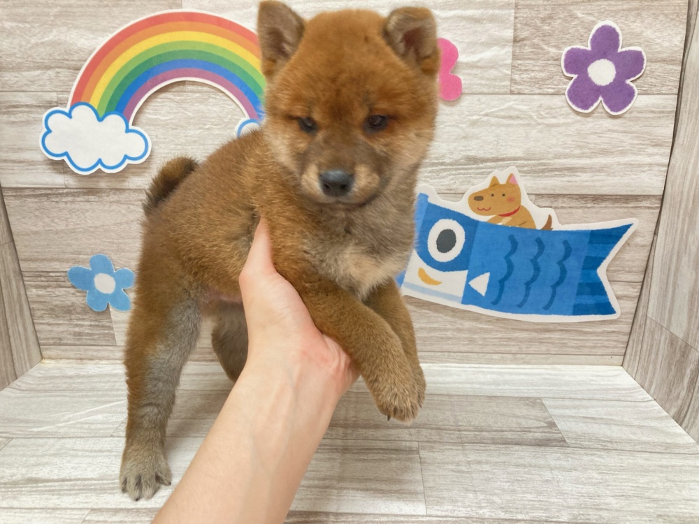 秋田県の柴犬(標準サイズ) (アミーゴ横手店/2024年3月17日生まれ/男の子/赤)の子犬