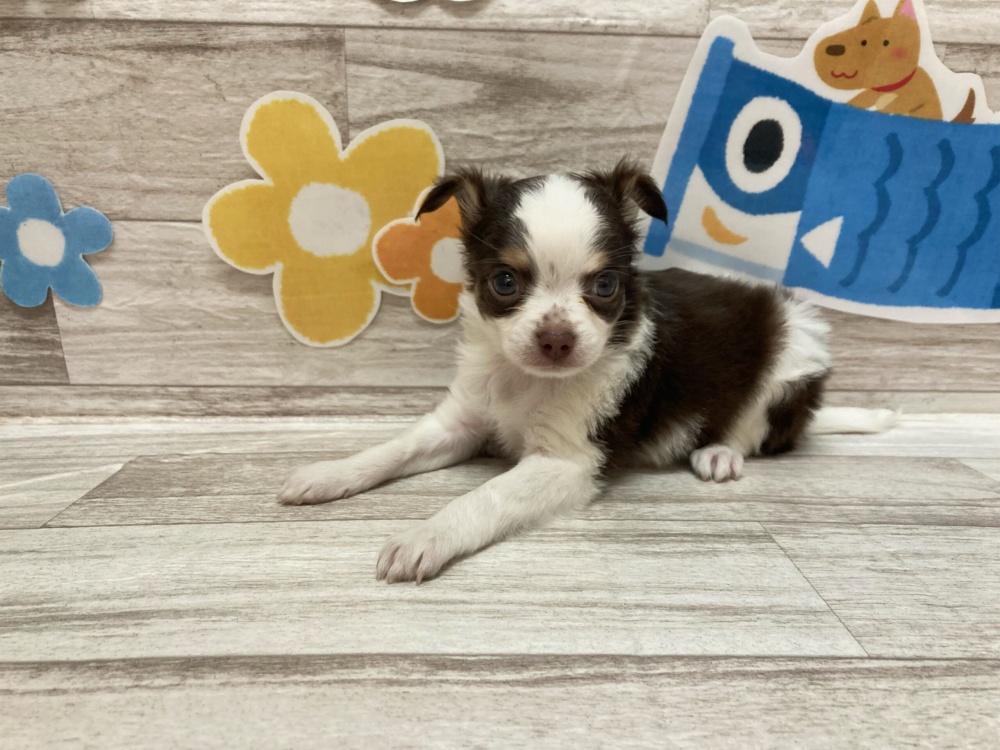 秋田県のハーフ犬 (アミーゴ横手店/2024年3月28日生まれ/女の子/チョコレートタンホワイト)の子犬