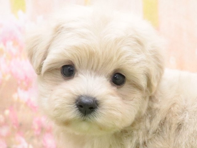大阪府のハーフ犬 (アミーゴ鳳店/2024年4月22日生まれ/男の子/クリーム)の子犬