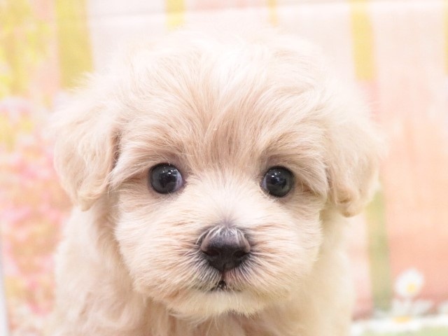 大阪府のハーフ犬 (アミーゴ鳳店/2024年4月21日生まれ/女の子/クリーム)の子犬