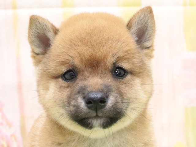 大阪府の豆柴 (アミーゴ鳳店/2024年4月22日生まれ/女の子/赤)の子犬