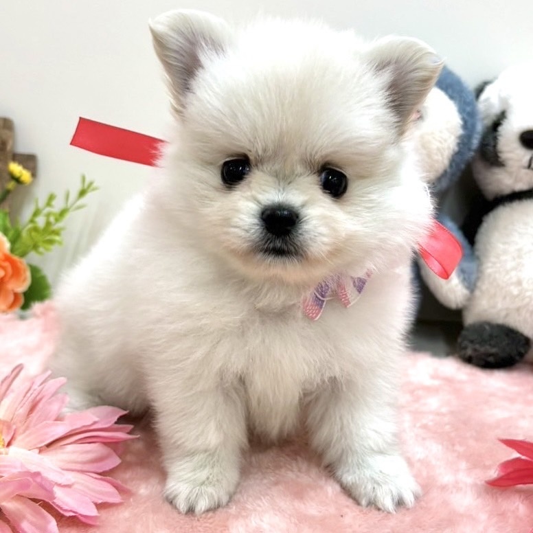 富山県のハーフ犬 (アミーゴ高岡蓮花寺店/2024年4月17日生まれ/女の子/ホワイト)の子犬