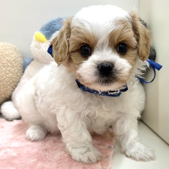 富山県のハーフ犬 (アミーゴ高岡蓮花寺店/2024年4月23日生まれ/男の子/ホワイトアプリコット)の子犬