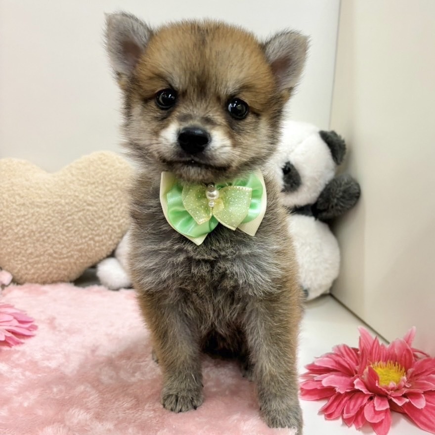 富山県のハーフ犬 (アミーゴ高岡蓮花寺店/2024年4月22日生まれ/男の子/赤)の子犬