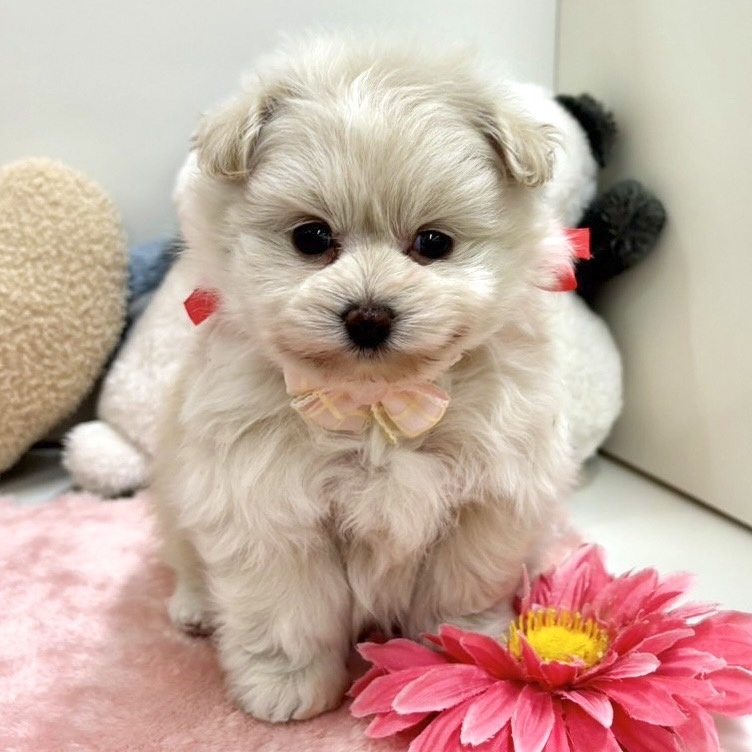 富山県のハーフ犬 (アミーゴ高岡蓮花寺店/2024年4月22日生まれ/女の子/クリーム)の子犬