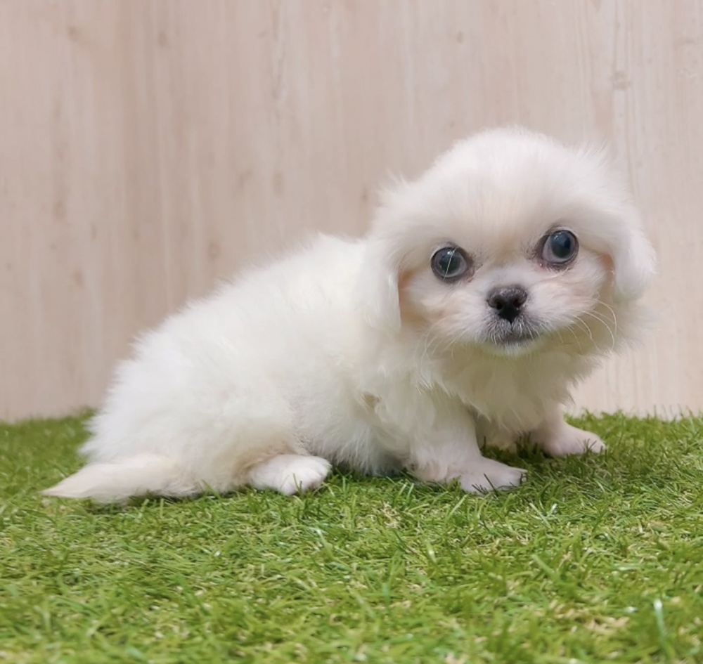 茨城県のペキニーズ (アミーゴ神栖店/2024年4月18日生まれ/女の子/ホワイト)の子犬