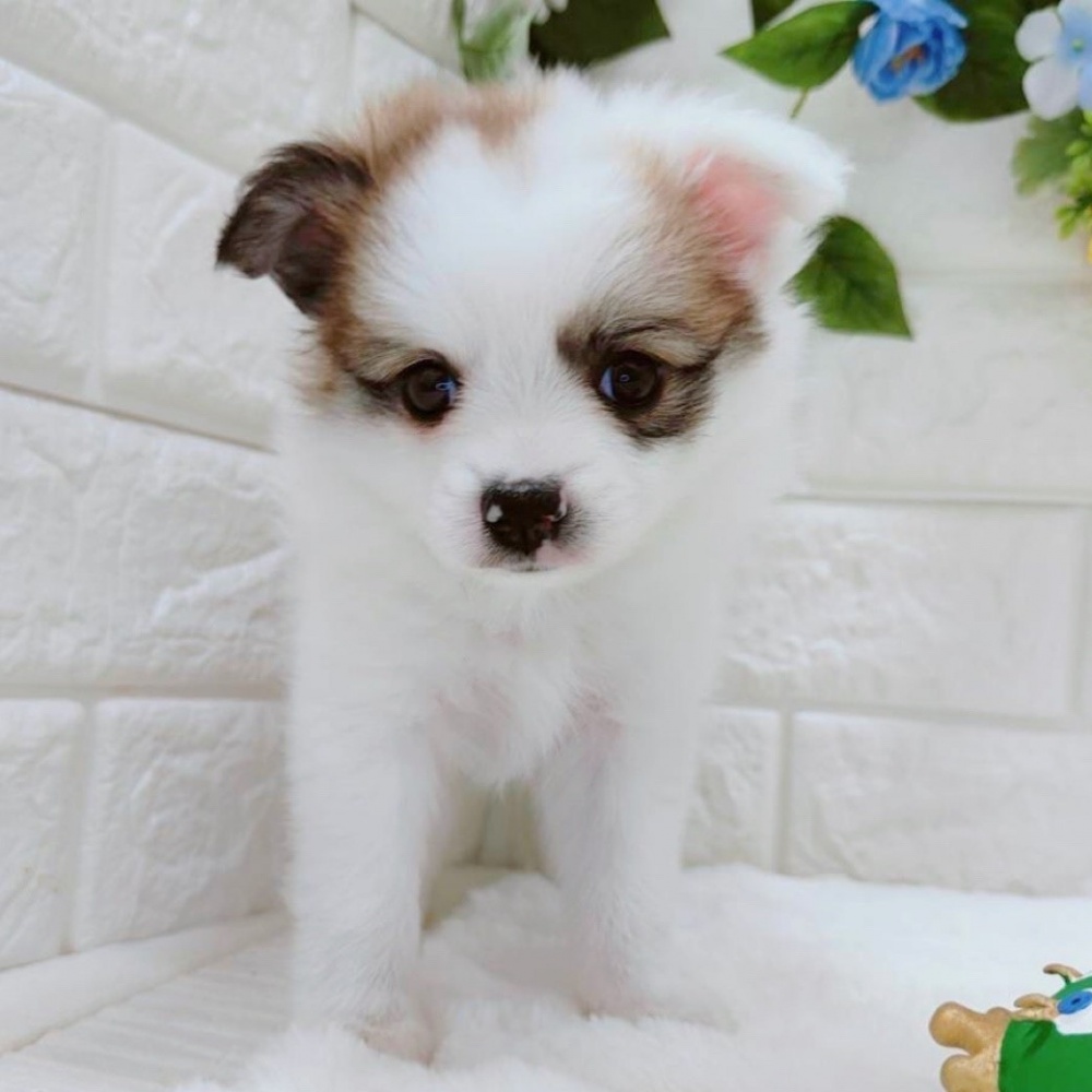 石川県のハーフ犬 (アミーゴ金沢有松店/2024年4月21日生まれ/女の子/レッドホワイト)の子犬