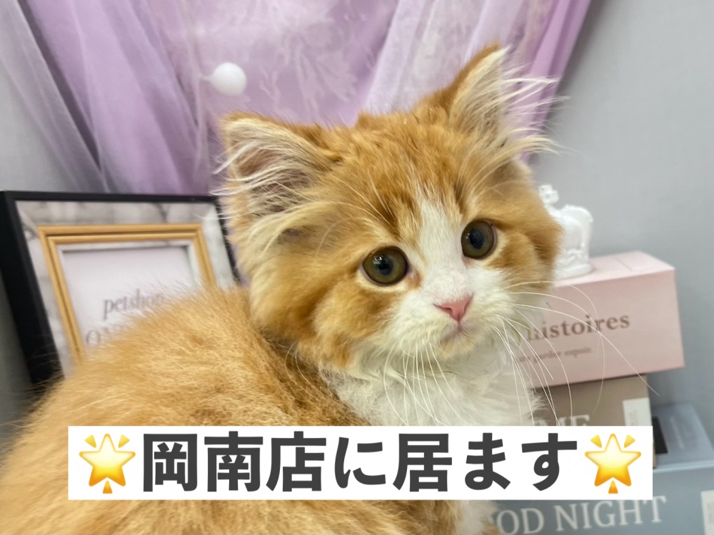 岡山県のスコティッシュフォールド (アミーゴ高屋店/2024年4月10日生まれ/男の子/レッドタビーホワイト)の子猫