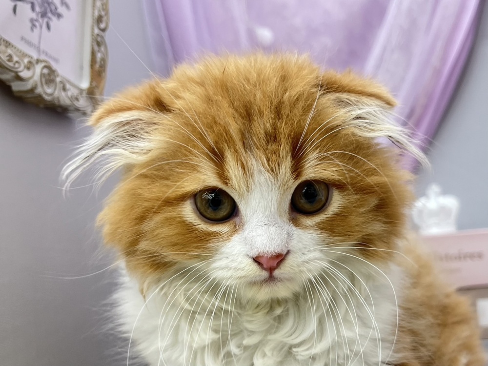 岡山県のスコティッシュフォールド (アミーゴ高屋店/2024年4月10日生まれ/男の子/レッドタビーホワイト)の子猫
