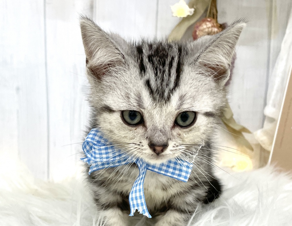 香川県のアメリカンショートヘアー (アミーゴ屋島店/2024年4月20日生まれ/男の子/シルバータビー)の子猫