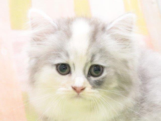 大阪府のラガマフィン (アミーゴ鳳店/2024年4月19日生まれ/女の子/シルバーパッチドタビー)の子猫